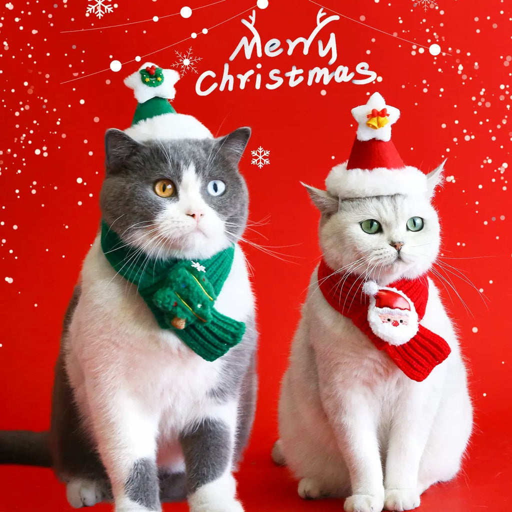 Two cats wearing Christmas Santa hats and knit scarves in green and red colorways