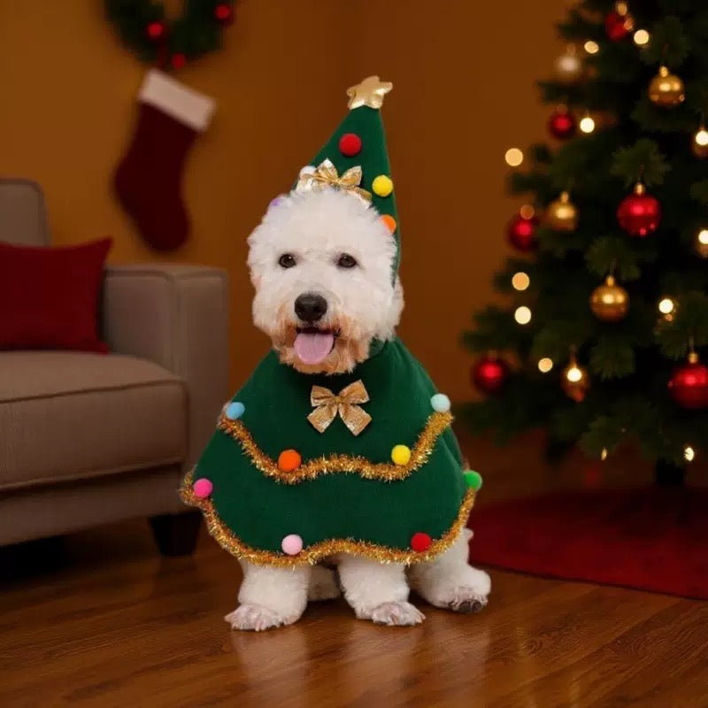 White Bichon Frise wearing green Christmas tree cape and hat with colorful pom-poms and gold tinsel trim