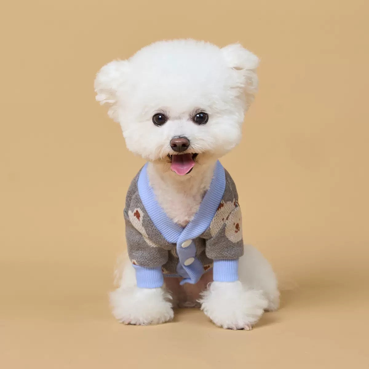 White Bichon Frise wearing gray teddy bear knit cardigan with blue V-neck collar and cuffs