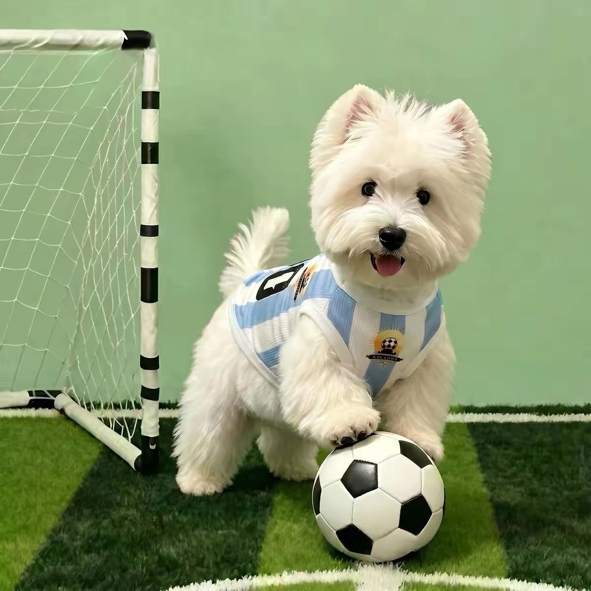 White West Highland Terrier wearing Argentina blue and white striped soccer jersey with football