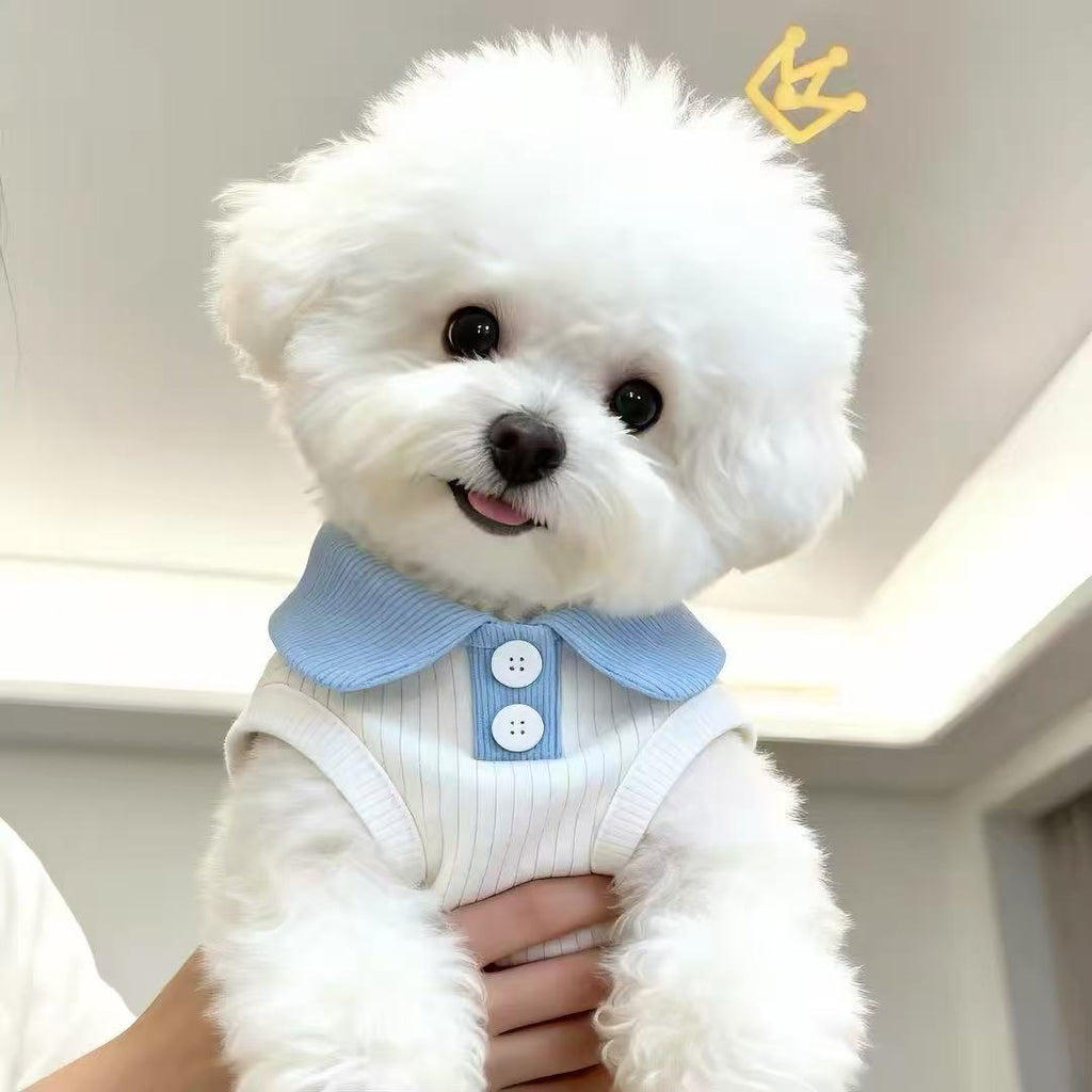 Fluffy white Bichon Frise wearing blue polo collar white pinstripe dog vest