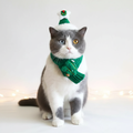 Gray cat wearing green Christmas Santa hat and knit scarf studio photo