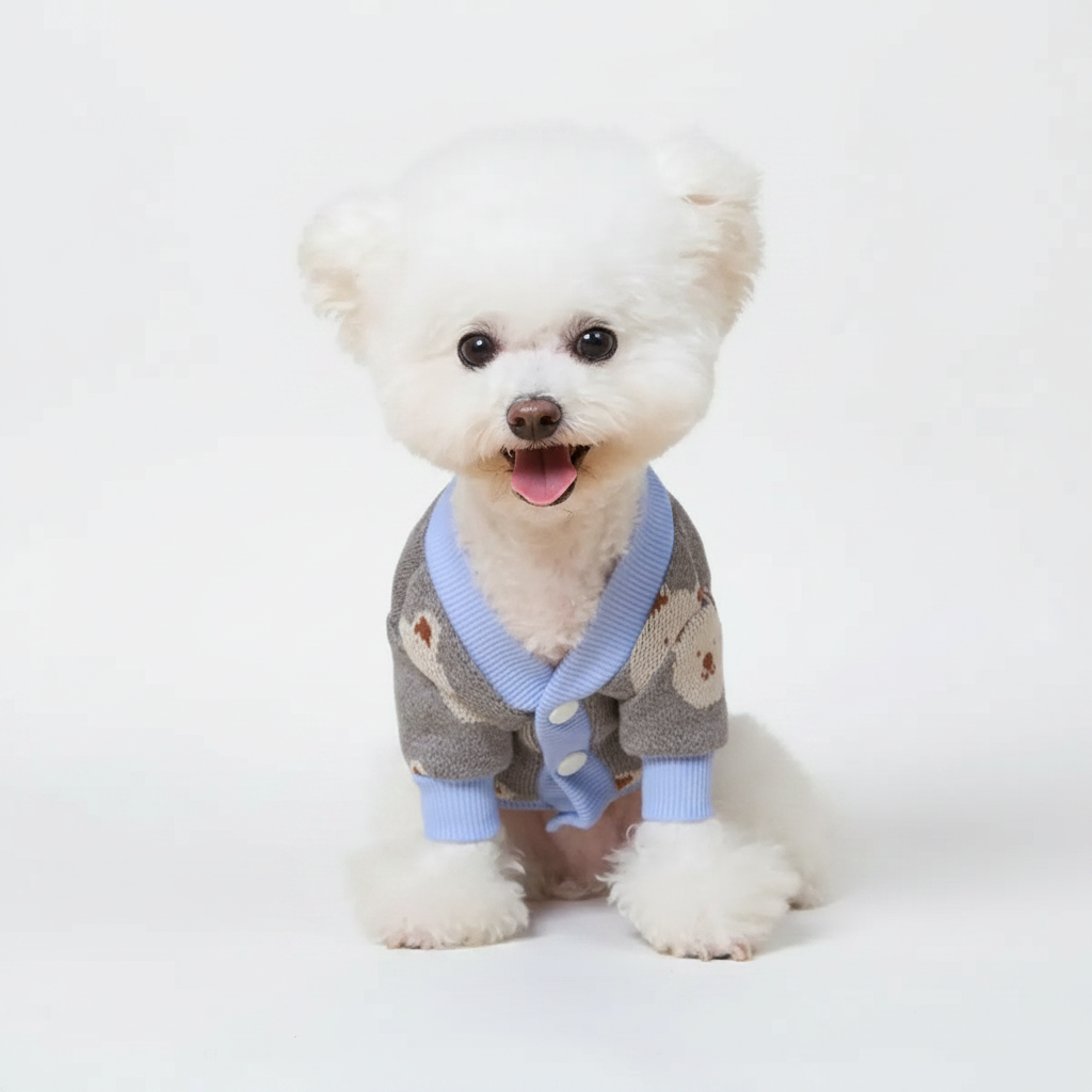 White dog wearing teddy bear knit cardigan studio lifestyle photo
