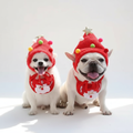 White dog wearing Christmas tree hat and Santa bib studio photo