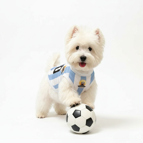 White dog wearing Argentina soccer jersey studio lifestyle photo